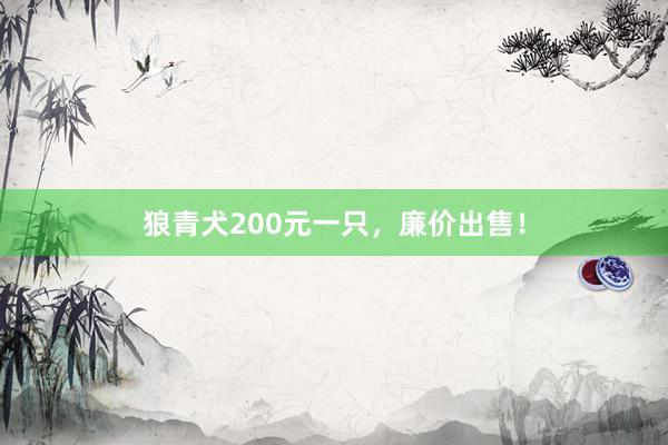 狼青犬200元一只，廉价出售！